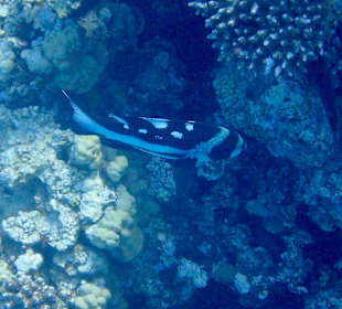 Schnorcheln Makadi Bay