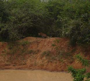 Leopard im Yala Nationalpark