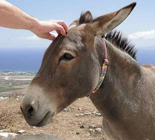 Sympatyczny osiołek spotkany w drodze do Pyrgos.