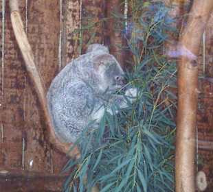 Koalas-selten im Zoo zu sehen