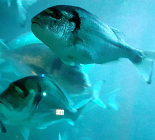 Sea-Life Aquarium in Speyer