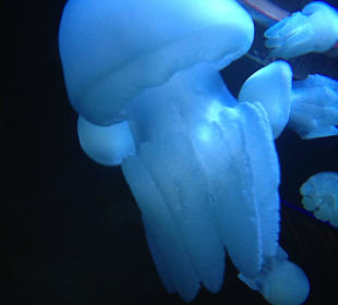 Jelly fish