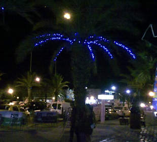 Leuchtende Palme