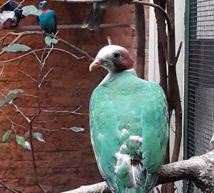 Weltvogelpark Walsrode