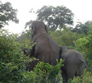 Da gibt es bald Nachwuchs