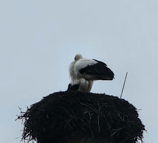 Die Weihnachtsstörche