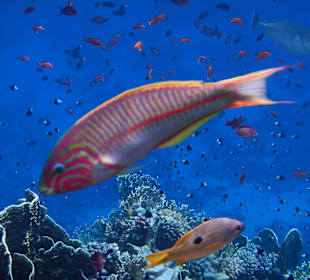 Regenbogen-Lippfisch