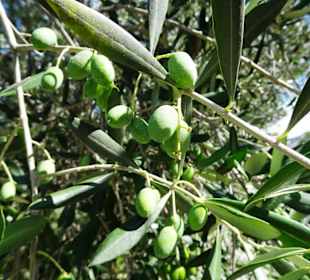 Impressionen aus dem Parco degli Olivi