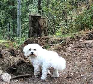 Wandern Schliffkopf