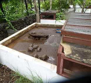 Gehege mit kleinen Schildkröten