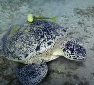 Schwimmen mit Schildkröten
