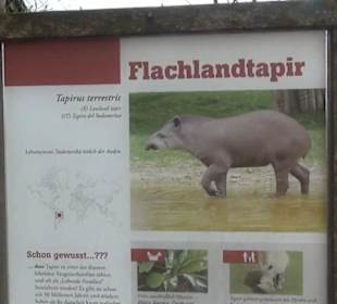 Südamerikabereich - Flachlandtapir