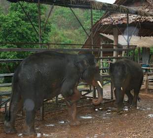 Elefantencamp