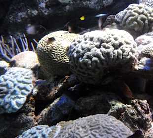 Blick in die Aquarien