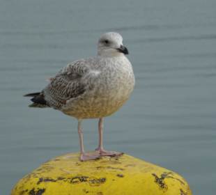 Möwe 