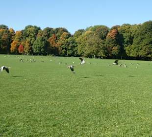 Im Englischen Garten in München