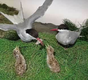 Tiere aus dem Nationalpark Wattenmeer