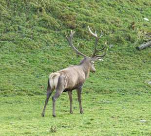Wildgehege am Ötzlsee
