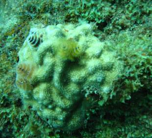 Tauchen Deux Pitons / St. Lucia