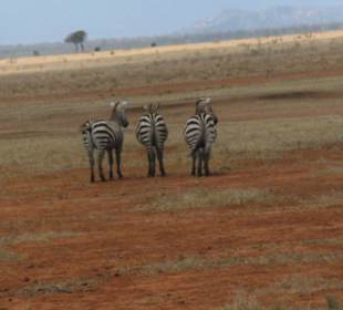 Tsavo Ost Safari