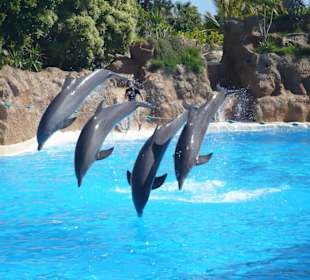 Dieser Ausflug ist Pflicht