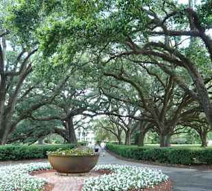 Sugar Kettle Oak Alley