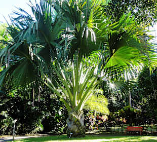 Impressionen aus dem Jardin Botanique de Deshaies