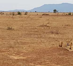 Löwin in freier Wildbahn - unser Highlight