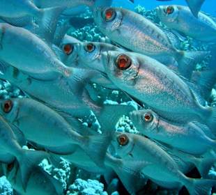 Unterwasserwelt am Hausriff