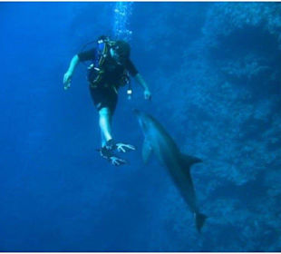 Tauchen mit Delfinen in Hurghada im Roten Meer  