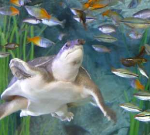 Poema del Mar Aquarium