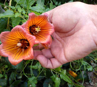 Kanarische Glockenblume