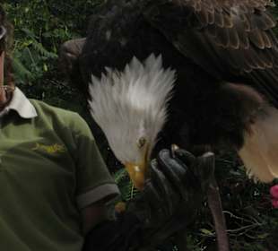 Weißkopfseeadler bei Flugshow
