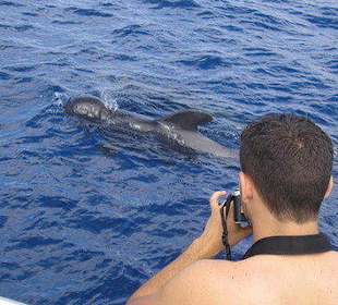 Swimming with dolphin 