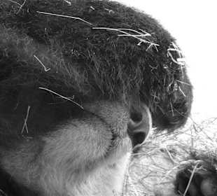 Panda beim Mittagsschlaf