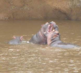 Hippos