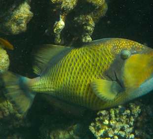 Drückerfisch ama Riff