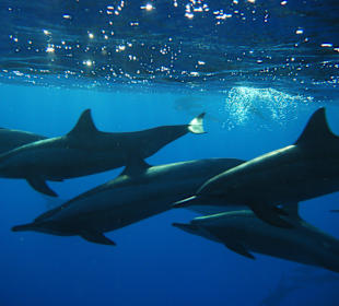 Delfine am Steg und wir mittendrin