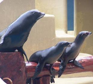 Ein Besuch im Loro Parque mit Discovery Tour