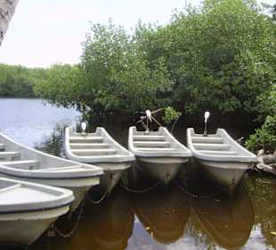 Costa Esmeralda - Die Mangrowenwälder