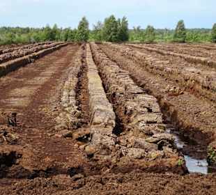 Torfstich im Goldenstedter Moor