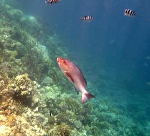 Fisch am Tulip Resort