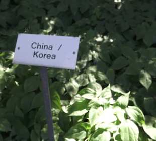 Botanischer Garten