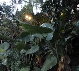 Giardini La Mortella