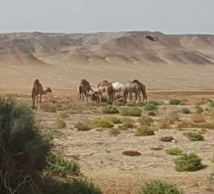 Impressionen auf dem Weg nach Hamata