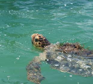 Schildkröte auf dem offenen Meer