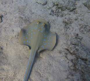 Delfinausflug mit Mo