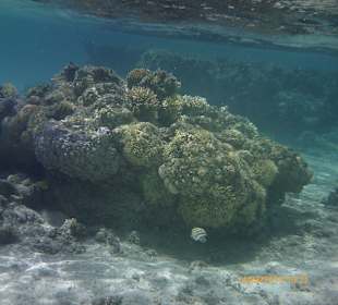 Korallen 10 Minuten rechts am Strand entlanglaufen