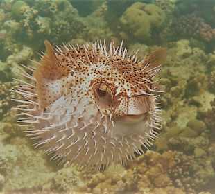 Schnorcheln Marsa Alam