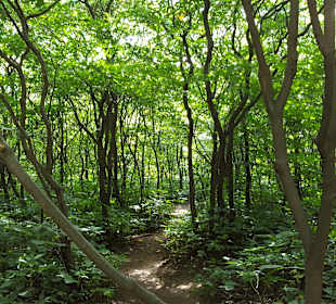 Schloss Muskau & Muskauer Park